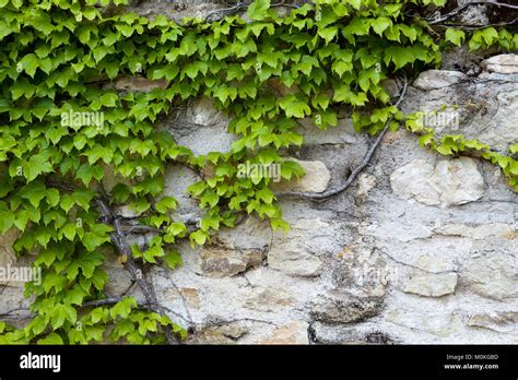 Old Stone Wall And Green Ivy Stock Photo Alamy