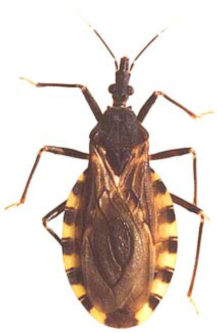 Triatoma infestans (Klug), dorsal view. | Download Scientific Diagram