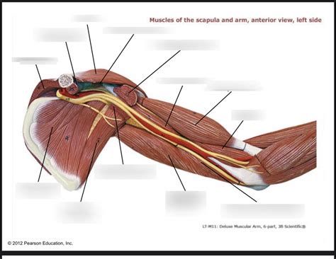 upper arm muscle anterior diagram quizlet