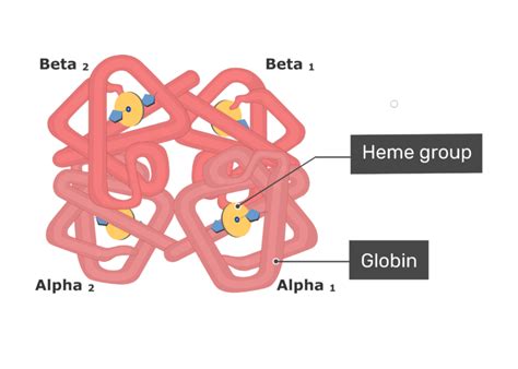 Structure Hemoglobin Molecule Proteins Red Blood Stoc