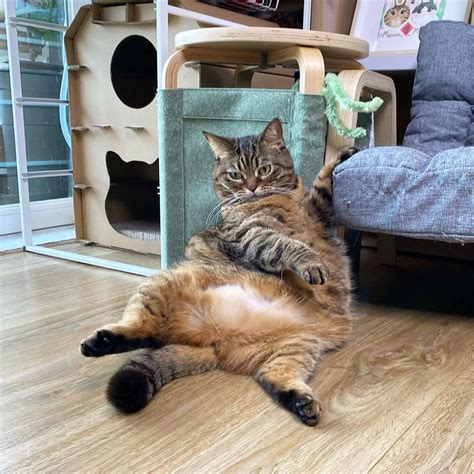 Кот по кличке Мангго захватывает сеть своими смешными позами и ...