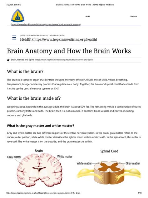 Brain Anatomy and How The Brain Works - Johns Hopkins Medicine | PDF ...