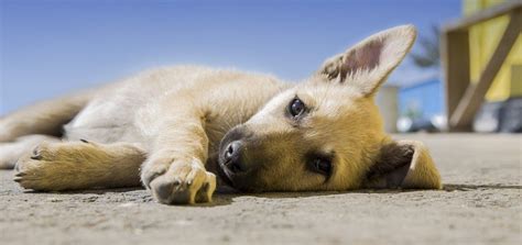3 Paws Away From Disaster: A Gentle Guide To Housebreaking Your Aging Companion