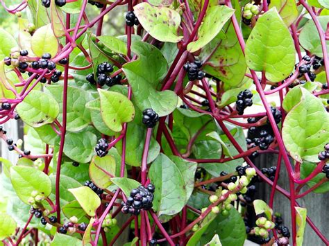 Malabar Spinach 6 Red 2 Bangla পুঁই শাক … Flickr