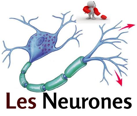 Les Neuronesdéfinitionstructure Et Types Ma Biologie