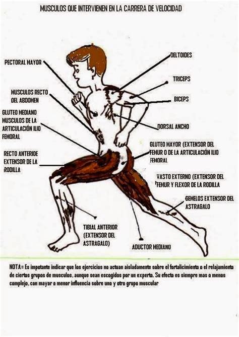 Correcaminos Los M Sculos Que Intervienen Cuando Se Trabaja La Velocidad