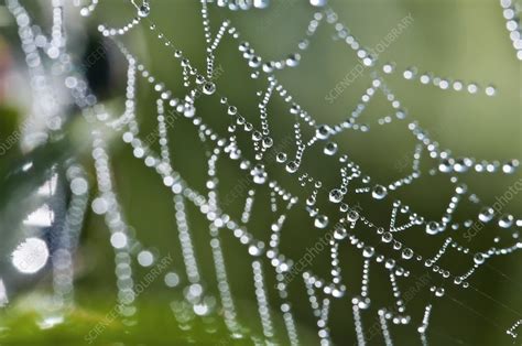 Dew drops on a spider's web - Stock Image - C004/9544 - Science Photo ...