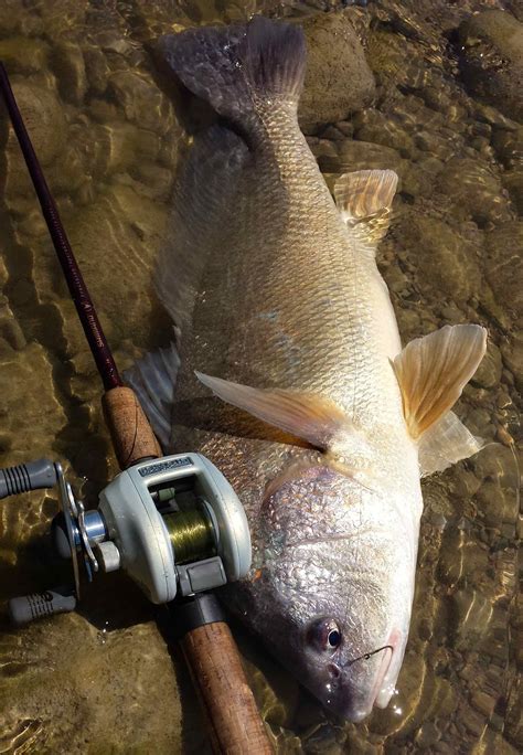Freshwater Drum