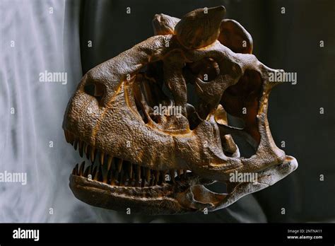 Carnotaurus Skeleton Hi Res Stock Photography And Images Alamy