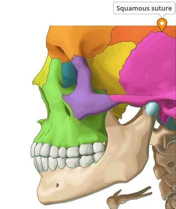 squamous suture  anatomy imaios