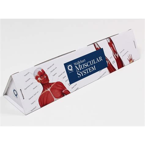 BBW Human Anatomy Wallchart Tube ISBN 9780857624758 Shopee Malaysia
