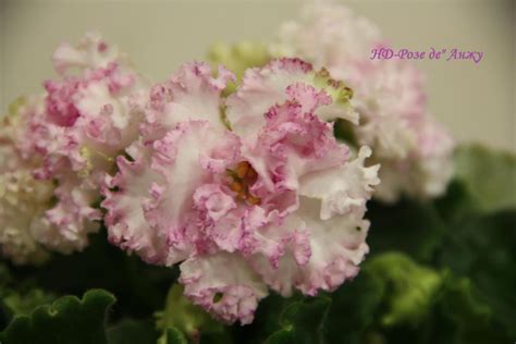 НД-Розе де Анжу