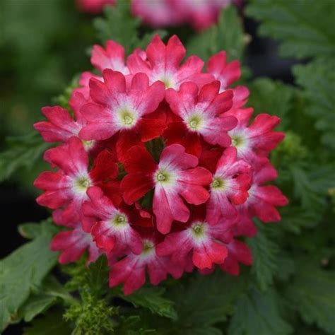 Verbena Beats Red And White Bloomfield Garden Center