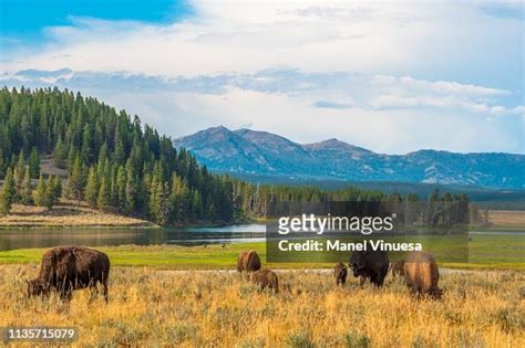 Yellowstone National Park Wyoming Usa High-Res Stock Photo - Getty Images