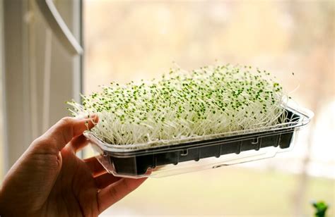 How To Grow Chia Microgreens Indoors History And Benefits