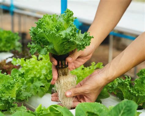 Hidroponia Saiba Tudo Sobre O Cultivo Do Futuro