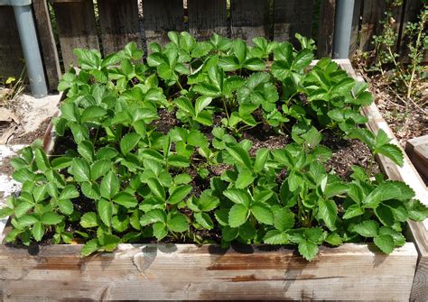 Our Daily Legacy: Strawberry Patch