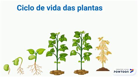 Ciclos De Vida Das Plantas - 6