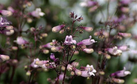 Penstemons Plant Care And Collection Of Varieties