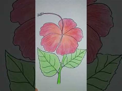 Daily Art How To Draw Gumamela Flower Youtube