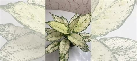 Аглаонема ферст даймонд купить в Омске | Товары для дома и дачи | Авито