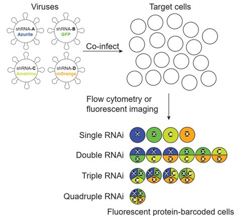 MiRAB A MiRNAbased ShRNA Viral Toolkit For Multicolorbarcoded