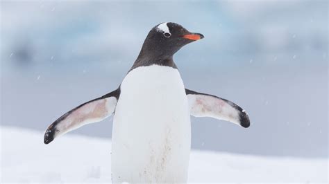 How Much Does A Penguin Weigh South Africa Today