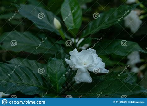 Gardenia Jasminoides White Big Flower And Green Leaf Stock Photo