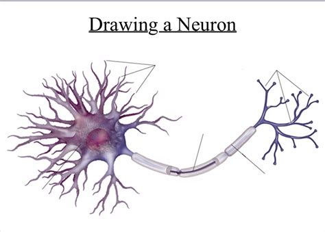 Neuron Drawing