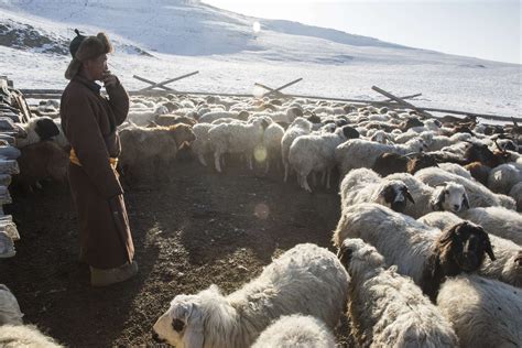 Deadly winters, climate change spell doom for Mongolian herders | South