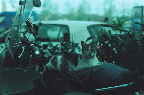 The free cat adoption secret that helps you find the perfect pet 17