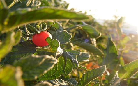 Tomato Wallpapers Wallpaper Cave