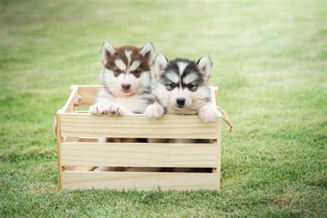 Śliczni Siberian Husky Szczeniaki Płaci W Drewnianej Skrzynce Zdjęcie