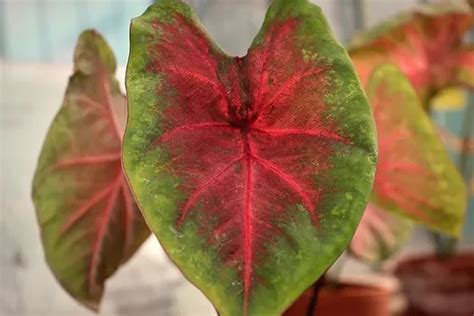 Caladium Dengan Harga Selangit Tanaman Hias Unik Termahal Di