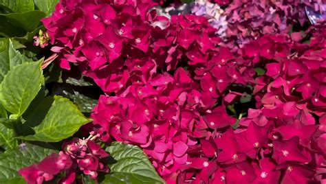 Blooming of Hydrangea Magical flower 49461093 Stock Photo at Vecteezy