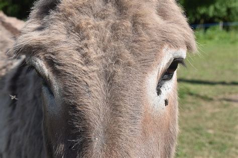 Donkey Cotentin Ass Croix Free Photo On Pixabay Pixabay