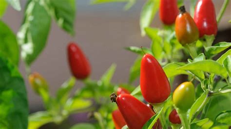 Cómo cultivar chiles en macetas dentro de casa