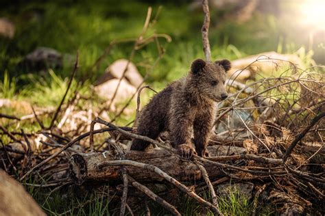 6 000 darmowych obrazów z kategorii Niedźwiedź i Niedźwiedź Polarny