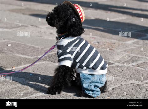 Dog In Gondolier Disguise During Venetian Carnival Stock Photo Alamy