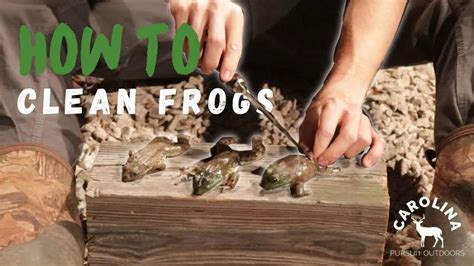 How To Clean Frogs Frog Gigging Youtube