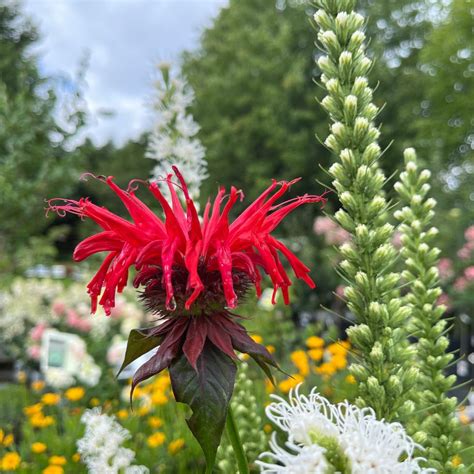 Monarda Jacob Cline Les Jardins Gourmands Inc