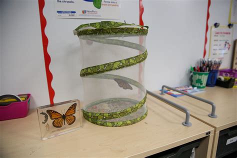 Butterfly Habitat Project