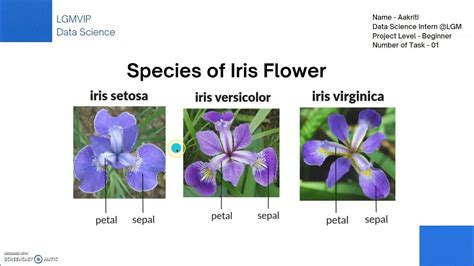 Iris Flower Classification Using Machine Learning Youtube