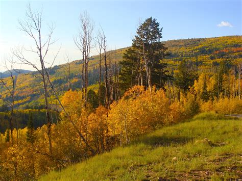 Urth Picture Post: Aspens in Wolf Creek Pass