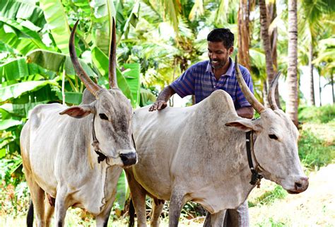 Organic farmers are actually climate farmers - Akshayakalpa Organic Milk