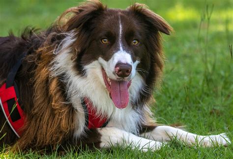 5 Dog Breeds With Least Health Problems - iHeartDogs.com