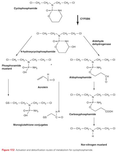 Alkylating Agents | Oncohema Key