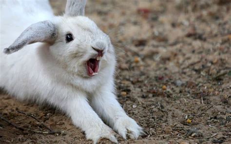 Rabbit Lunging Reasons - Official Golden Retriever