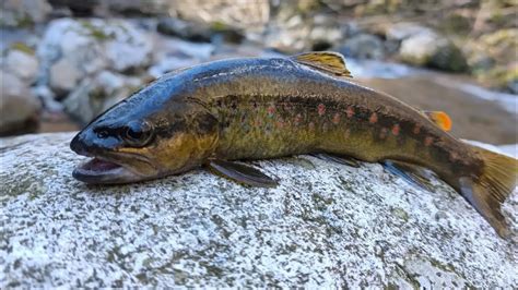 Solita Domenica Di Pesca Alla Trota Fario Youtube