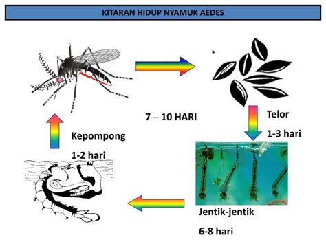 Kitaran Hidup Nyamuk Aedes Dari Telur Hingga Dewasa Mengambil Masa